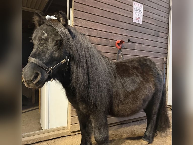 Shetland Mini Stallone 8 Anni 93 cm Morello in Ulm