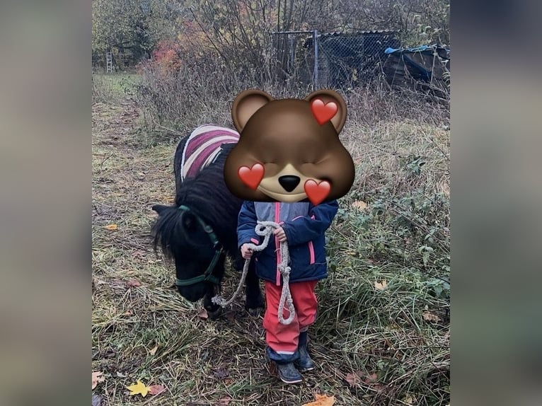 Shetland Mini Stallone 8 Anni 93 cm Morello in Ulm