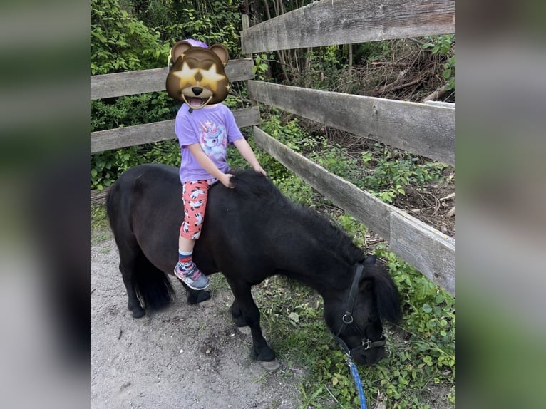 Shetland Mini Stallone 8 Anni 93 cm Morello in Ulm