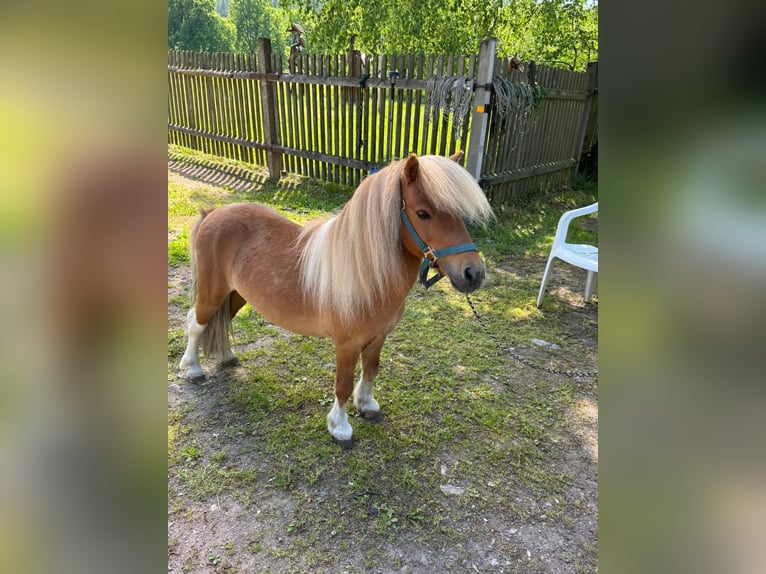 Shetland Mini Stallone 9 Anni 90 cm Pezzato in Lemgow