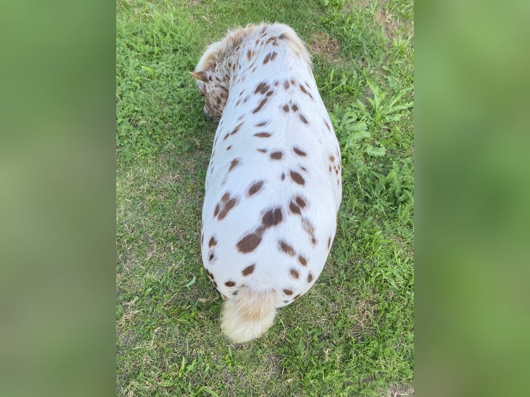 Shetland Mini Stallone Leopard in Sankt Sebastian