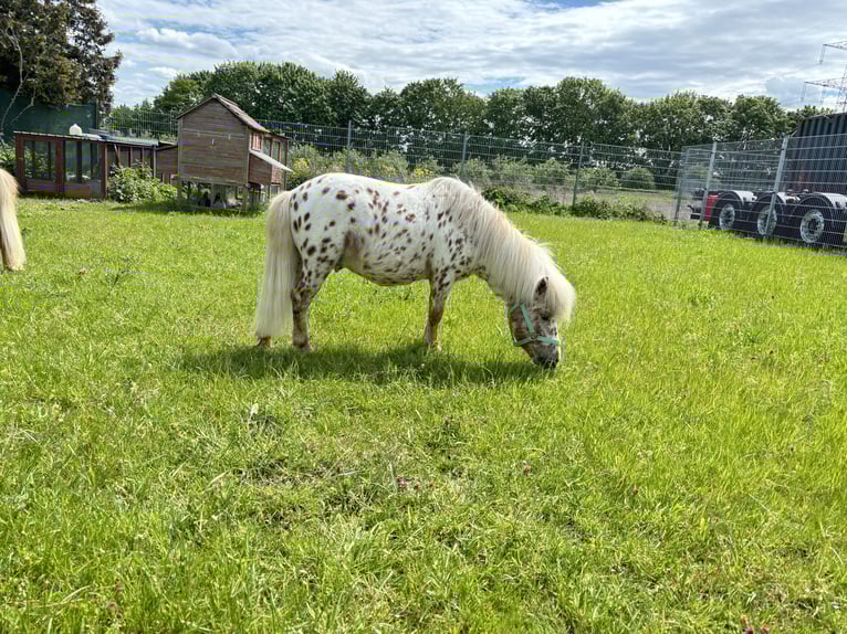Shetland Mini Stallone Leopard in Sankt Sebastian