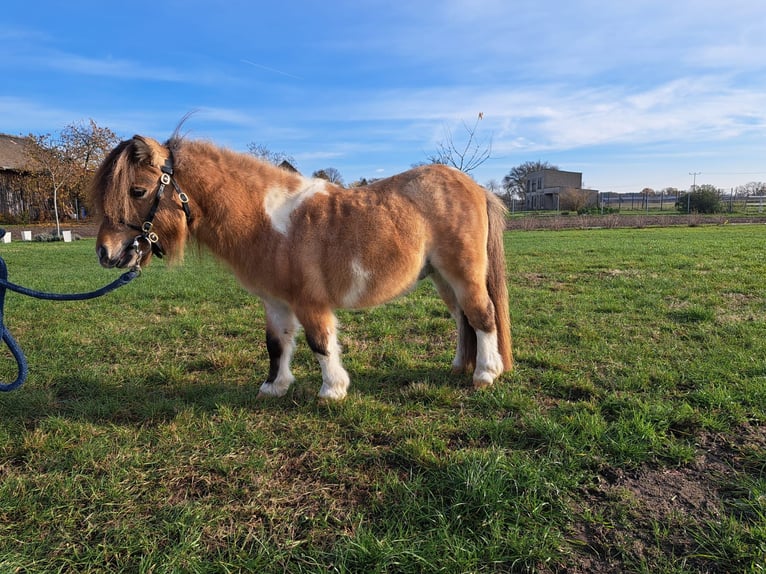 Shetland Mini Stallone Pezzato in J&#xFC;trichau
