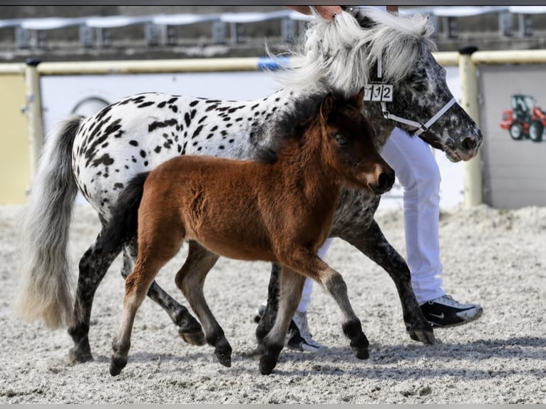 Shetland Mini Stallone Puledri (04/2026) 65 cm Baio in Schemmerhofen