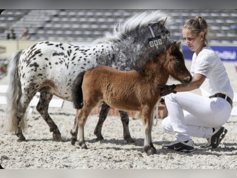 Shetland Mini Stallone Puledri (04/2026) 65 cm Baio in Schemmerhofen