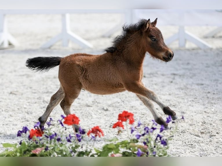 Shetland Mini Stallone Puledri (04/2026) 65 cm Baio in Schemmerhofen
