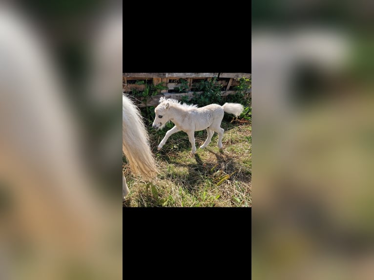 Shetland Mini Stallone Puledri (01/2025) 78 cm Palomino in Ahrensburg