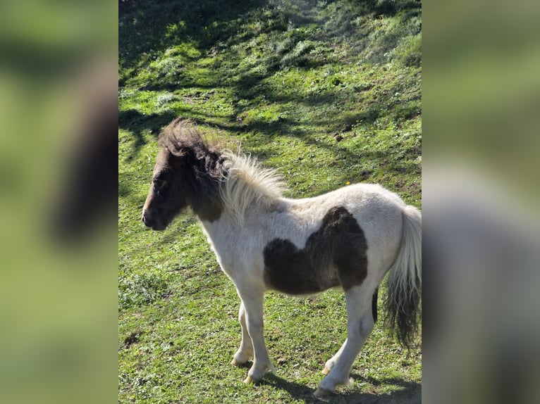 Shetland Mini Stallone Puledri (06/2026) 80 cm  in Taxberg