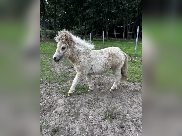 Shetland Mini Stallone Puledri (03/2025) 80 cm Pezzato in Hasel&#xFC;nne