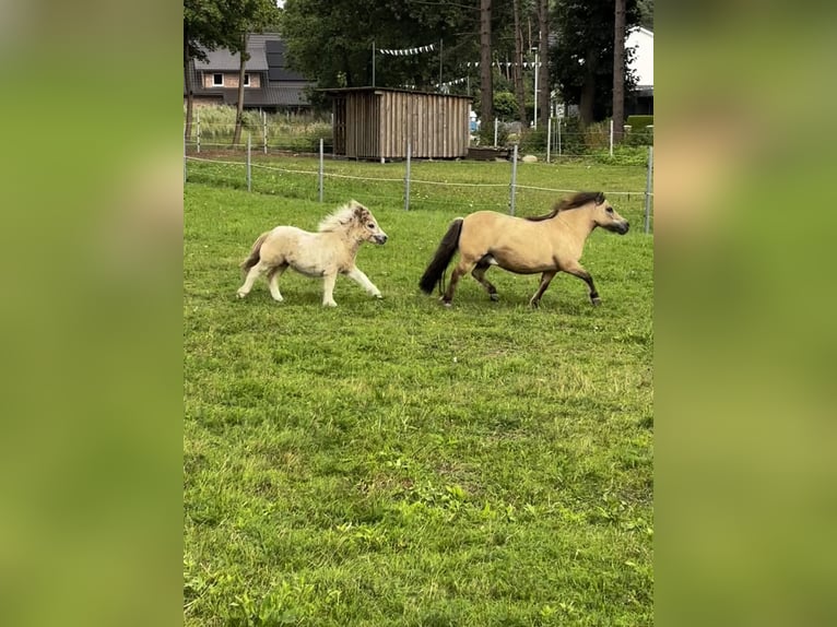 Shetland Mini Stallone Puledri (03/2025) 80 cm Pezzato in Hasel&#xFC;nne