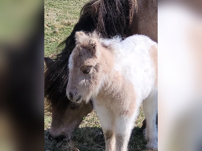 Shetland Mini Stallone Puledri (03/2025) 80 cm Pezzato in Hasel&#xFC;nne