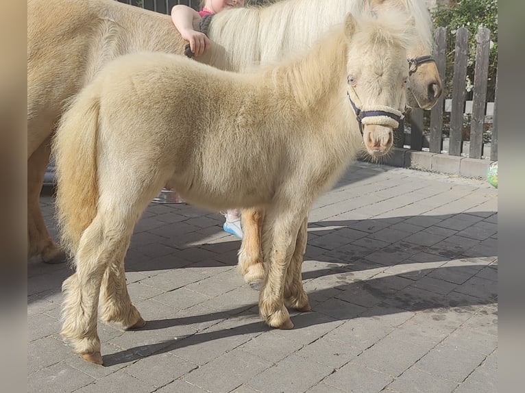 Shetland Mini Stallone Puledri (06/2026) 85 cm Perlino in Winkel
