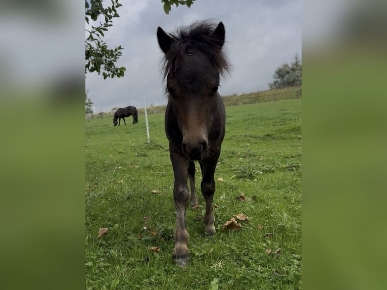 Shetland Mini Stallone Puledri (05/2026) Baio scuro in Beusichem