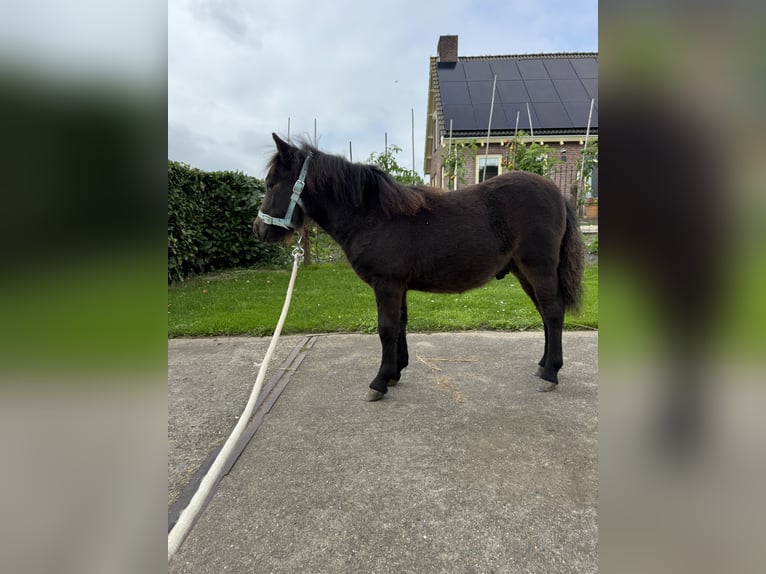 Shetland Mini Stallone Puledri (05/2026) Baio scuro in Beusichem