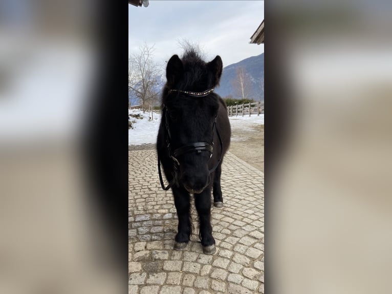 Shetland Ponies Mix Gelding 10 years 10,1 hh Black in Patsch