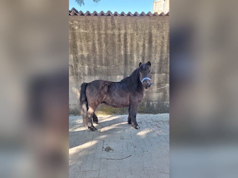 Shetland Ponies Gelding 10 years 10,2 hh Black in Solarino
