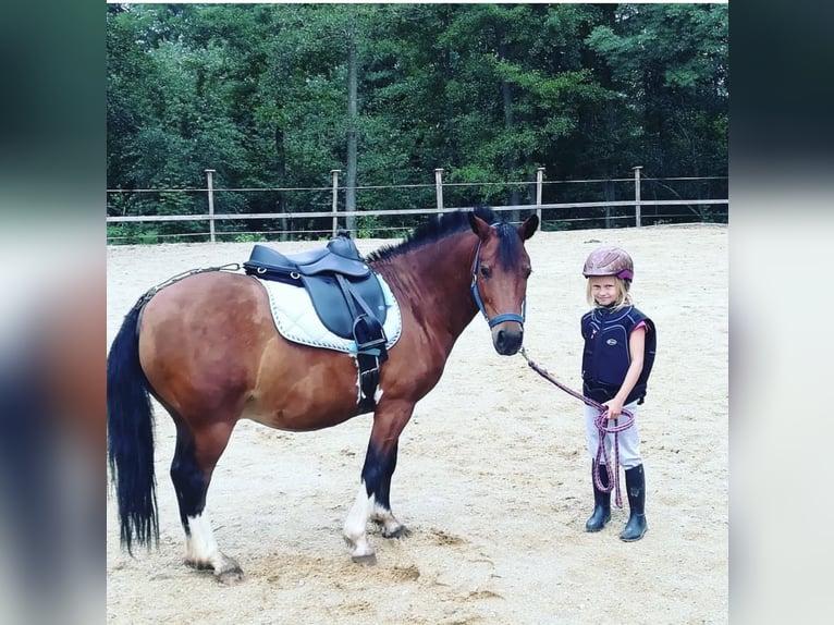 Shetland Ponies Gelding 10 years 11 hh Pinto in Kematen an der Ybbs