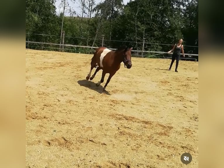 Shetland Ponies Gelding 10 years 11 hh Pinto in Kematen an der Ybbs