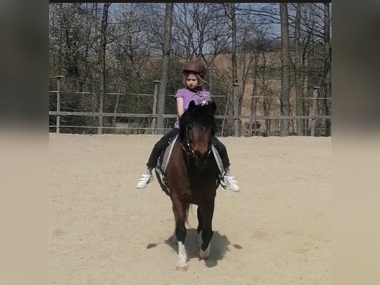 Shetland Ponies Gelding 10 years 11 hh Pinto in Kematen an der Ybbs