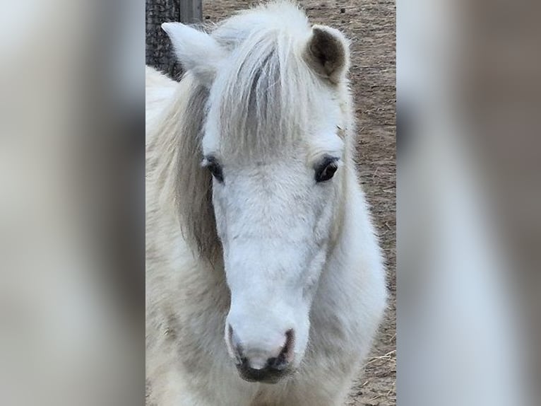 Shetland Ponies Gelding 10 years 12.1 hh Pinto in Gänserndorf