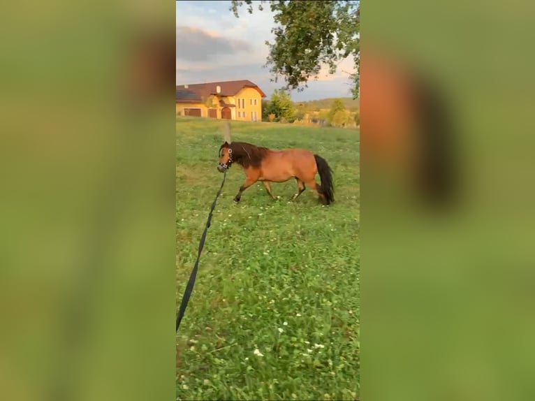 Shetland Ponies Gelding 10 years 8.1 hh Brown in Hartkirchen