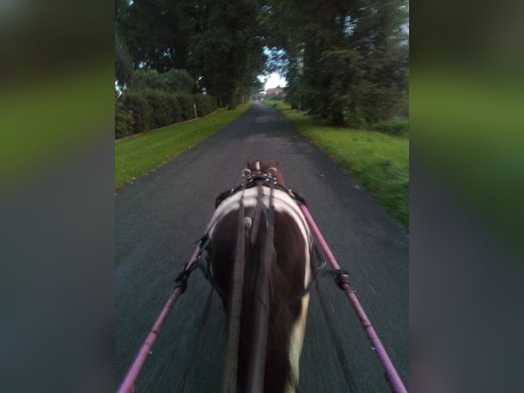 Shetland Ponies Gelding 10 years 8,3 hh Bay-Dark in Rahden