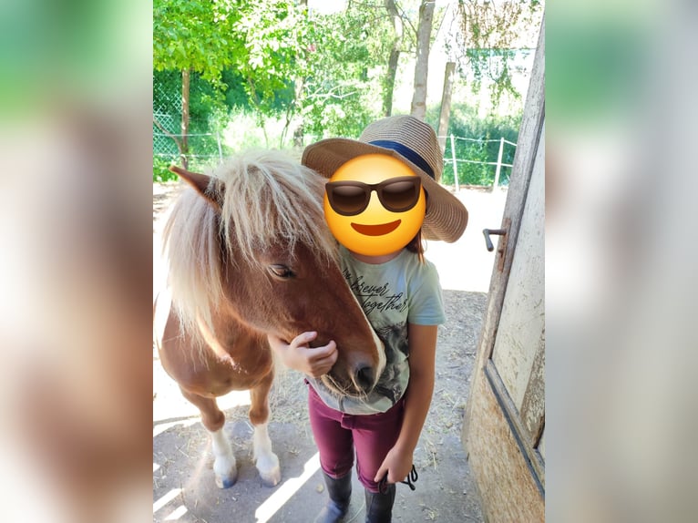 Shetland Ponies Gelding 11 years 10,1 hh Pinto in Frankenhardt