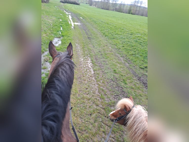 Shetland Ponies Gelding 11 years 10,1 hh Pinto in Frankenhardt