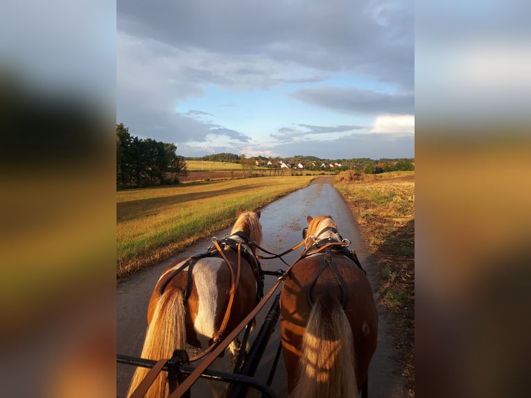 Shetland Ponies Gelding 11 years 10,1 hh Pinto in Frankenhardt