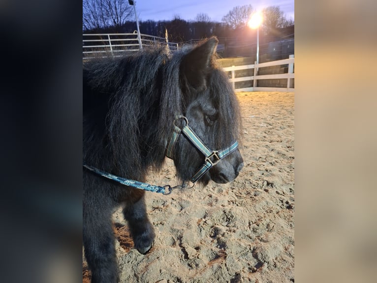 Shetland Ponies Gelding 11 years 10,1 hh Black in Wenden