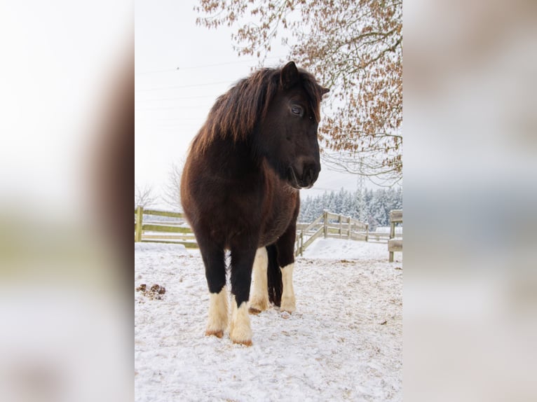 Shetland Ponies Gelding 11 years 11.1 hh Pinto in Elterlein