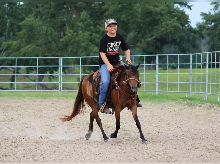 Shetland Ponies Gelding 11 years 11,2 hh Bay in Slocum TX