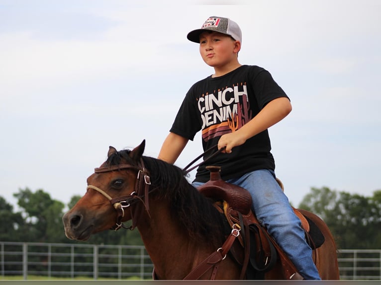 Shetland Ponies Gelding 11 years 11,2 hh Bay in Slocum TX