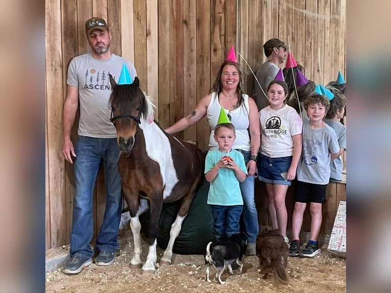 Shetland Ponies Gelding 11 years 11,2 hh Pinto in Rogersville, MO