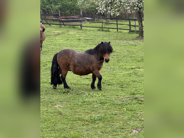 Shetland Ponies Gelding 11 years 7,3 hh Brown in Droy&#xDF;ig