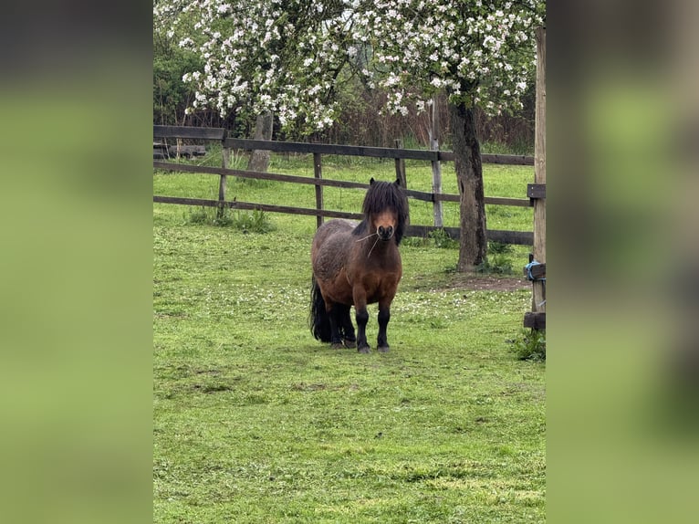 Shetland Ponies Gelding 11 years 7,3 hh Brown in Droy&#xDF;ig