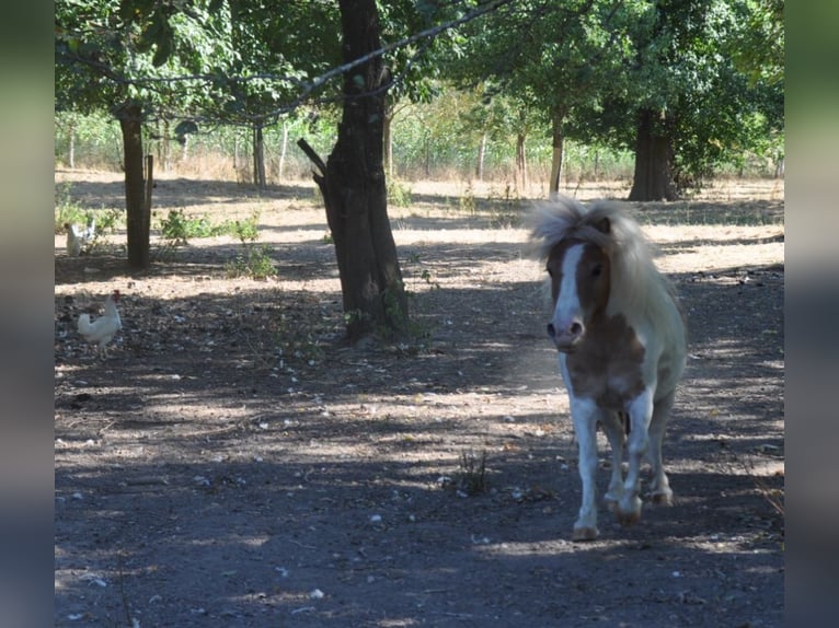 Shetland Ponies Gelding 11 years 8,3 hh Pinto in Künzelsau