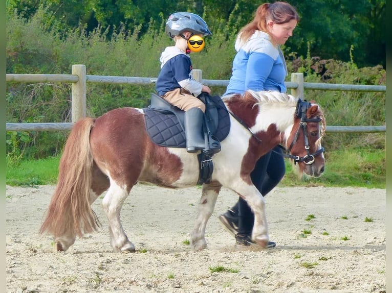 Shetland Ponies Gelding 11 years 9 hh Pinto in Halle