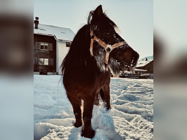 Shetland Ponies Gelding 12 years 10.2 hh Brown in Bezau