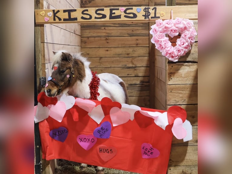 Shetland Ponies Gelding 12 years 10 hh Pinto in Howell