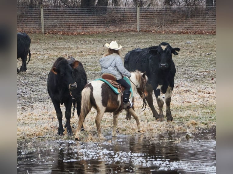 Shetland Ponies Gelding 12 years 10 hh Pinto in Howell