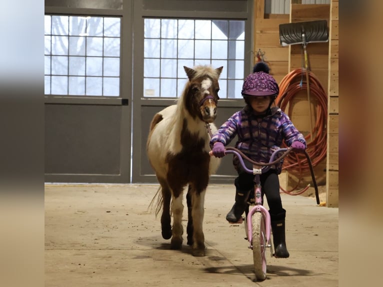Shetland Ponies Gelding 12 years 10 hh Pinto in Howell