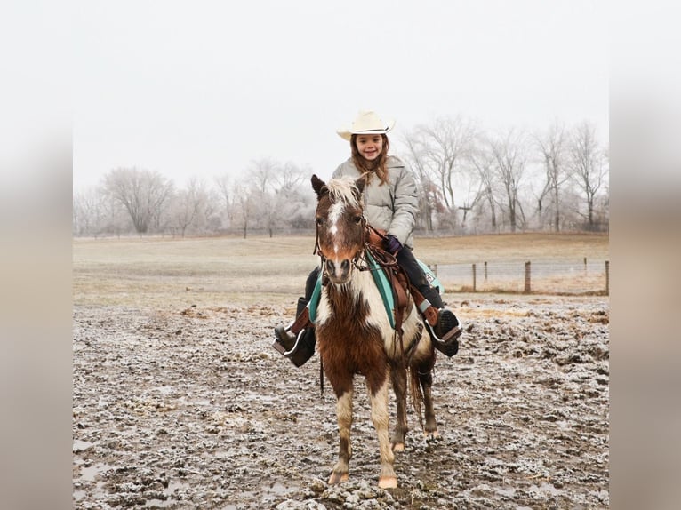 Shetland Ponies Gelding 12 years 10 hh Pinto in Howell