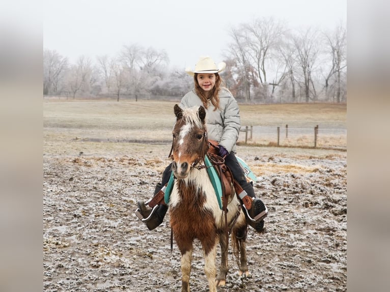 Shetland Ponies Gelding 12 years 10 hh Pinto in Howell