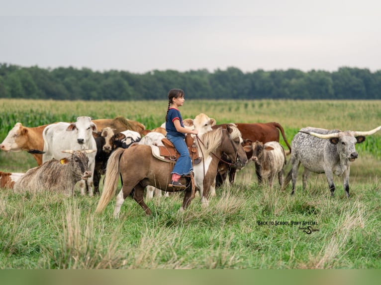 Shetland Ponies Gelding 12 years 10 hh Pinto in Clover