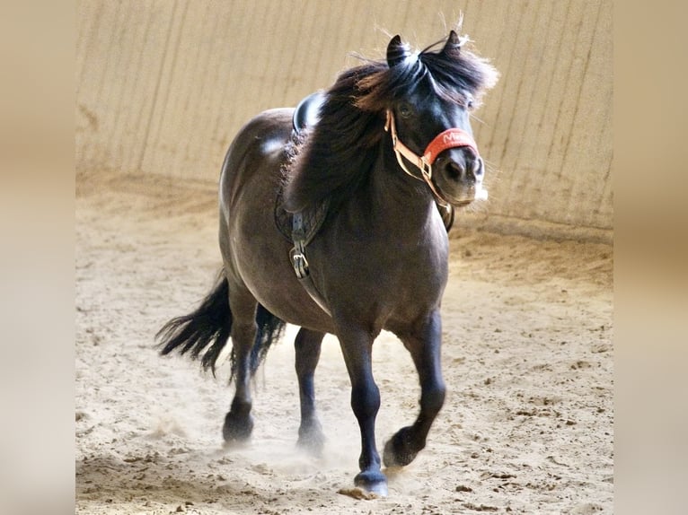Shetland Ponies Gelding 12 years 10,2 hh Black in Volkmarsen