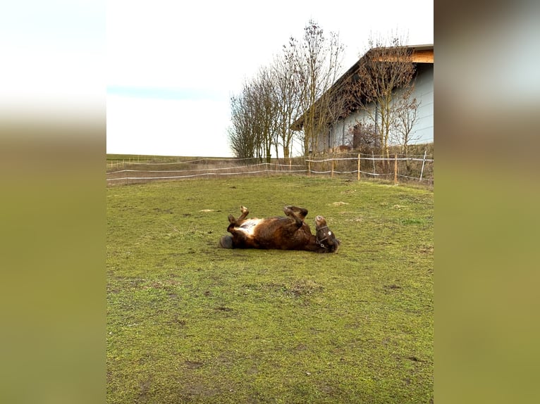 Shetland Ponies Mix Gelding 12 years 11 hh in Oberhautzental