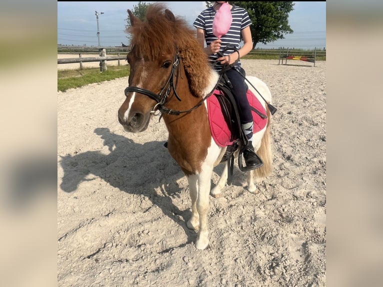 Shetland Ponies Mix Gelding 12 years 11 hh Pinto in Grevenbroich