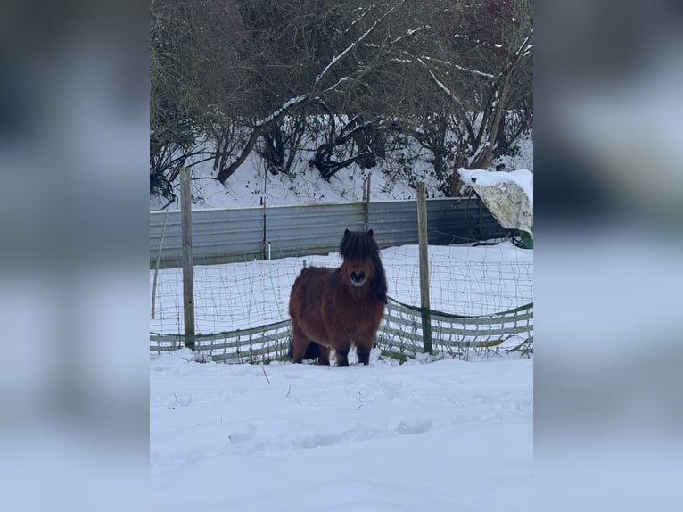 Shetland Ponies Gelding 12 years 7.3 hh Brown in Droyßig