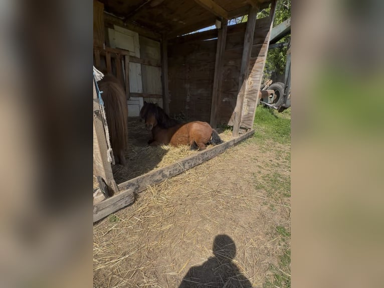 Shetland Ponies Gelding 12 years 7.3 hh Brown in Droyßig